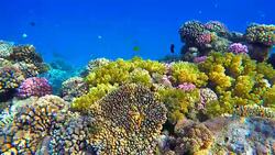 Sea life on Coral reef with lot of tropical fish / Red Sea Stock Footage