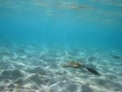 Cowtail stingray Stock Footage