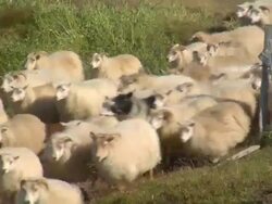 MS Shot of large herd of sheep moving / Skagafjorour, Nordhurland Vestra, Iceland  Stock Footage