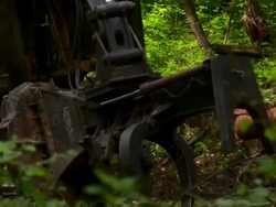 Hand held medium close up of feller buncher sawing and grabbing a tree. Stock Footage