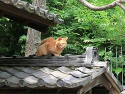 MS Cat sitting on Japanese traditional roof / Shinjyuku-ku, Waseda, Tokyo, Japan Stock Footage