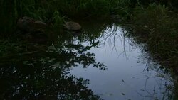 Pond water ripples and reflects passing clouds overhead. Stock Footage
