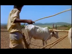 Man ploughing field with cattle, Nagarahole, Southern India Stock Footage