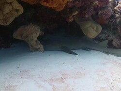 MS POV Nurse shark resting and moving away / Playa del Carmen, Isla Mujeres, Mexico Stock Footage
