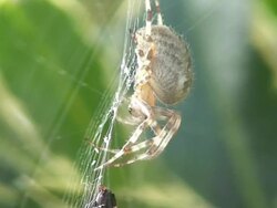 Spider amazing macro Stock Footage