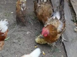 Chickens Stock Footage