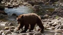 MS  shot of a black bear (Ursus americanus) walking across a stream toward the camera(slow motion) Stock Footage
