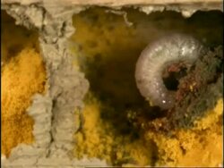CU Pan left, Cross section of nest containing individual chambers containing larvae of Mason Bee (Osmia rufa), UK Stock Footage