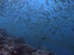 Large Shoal of Fish Stock Footage