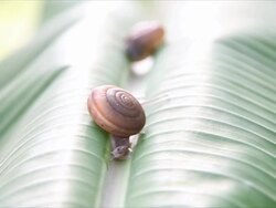 Two snails that were walking on banana leaves. Stock Footage