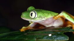 Amazon Leaf Frog (Agalychnis hulli) Stock Footage