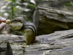 MS Shot of chipmunk (Tamias striatus) taking peanuts from woman hand and eating / Valparaiso, Indiana, United States Stock Footage