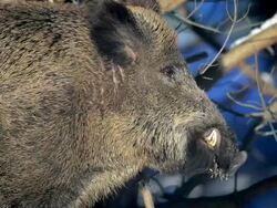 Sus scrofa Stock Footage
