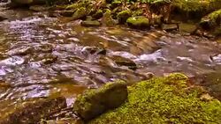 the forest stream Stock Footage