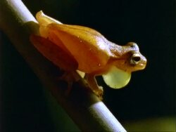 Frog, Cu yellow tree frog on branch, blows out vocal sac.  Panama. Stock Footage