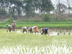 WS View of women working in a rice patty in Myanmar  / Mandalay, Mandalay Division, Myanmar Stock Footage