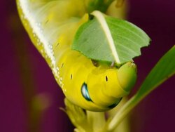 Green caterpillar Stock Footage