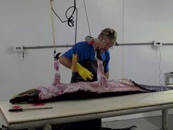 Market For Alligator Meat Booms In Florida Stock Footage