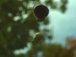 Conkers falling to camera Stock Footage