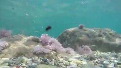 Nature Stock Footage