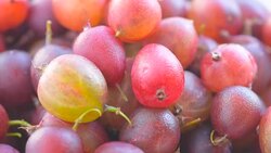 multicolored ripe gooseberries Stock Footage