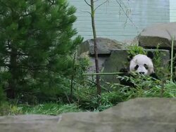 MS Tian Tian eating bamboo in enclosure  / Edinburgh, City of edinburgh, United Kingdom Stock Footage