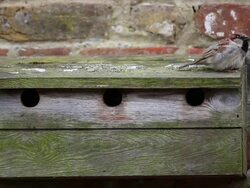 Bird Life At Elmley Marshes Stock Footage