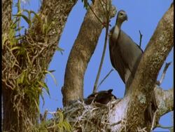 MS Vulture in fork of tree near nest, Bandhavgarh National Park, India Stock Footage