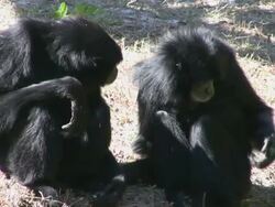 Two Monkeys Stock Footage