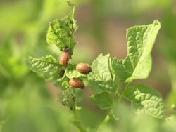 potato beetle larvae Stock Footage