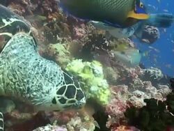 Puffer fish and Hawksbill Turtle eating sponge on reef, close up, Maldives, Asia Stock Footage