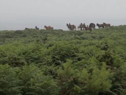 W/S Herd of wild horses in the mist Stock Footage