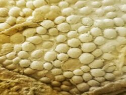 Natural sesame seed. Animated coloured scanning electron micrograph (SEM) of the surface of a natural (unhulled) sesame seed. Stock Footage