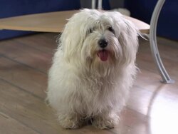 HD: Dog Looking At Owner Stock Footage