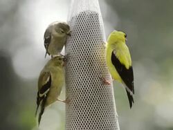MS Shot of male goldfinch (Carduelis tristis) and female goldfinch and juvenile goldfinch eat thistle seed from bag feeder / Valparaiso, Indiana, United States Stock Footage