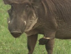 Warthog (Phacochoerus africanus) and Yellow-billed Oxpecker (Buphagus africanus), Garamba NP, Congo Stock Footage