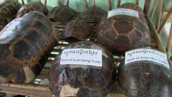 Monks lead by example to promote turtle conservation Instructional Video