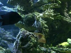 Coral colony on the reef Stock Footage