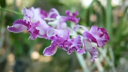 purple orchids Stock Footage