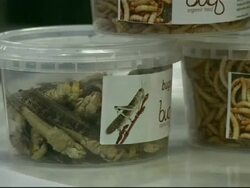 Alternative Christmas Dinner in Holland News Clip