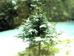 Christmas  tree time-lapse Stock Footage