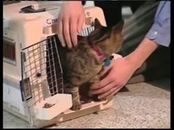 Emily the stowaway cat arrives home Instructional Video