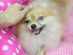 Female playing with Pomeranian dog Stock Footage