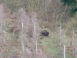 WS HA Shot of wild hog with shotes in old vineyard / Kastel Staadt, Rhineland Palatinate, Germany Stock Footage