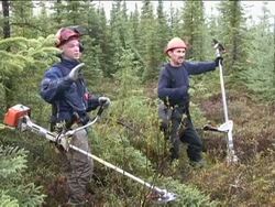 CLEAN: The new Canadian Timber Worker News Clip