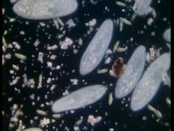 CU microscopic view of Paramecium and Euglena feeding Stock Footage