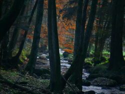 HD Stream in Autumn Forest and Hikers Stock Footage