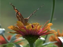 Yellow flowers and bee Stock Footage