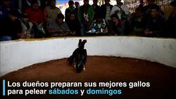 CLEAN : Las peleas de gallos son una polemica tradicion en Bolivia News Clip