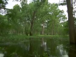 MS POV Atchafalaya Basin swamp drifting through trees / Atchafalaya Basin, Louisiana, United States Stock Footage